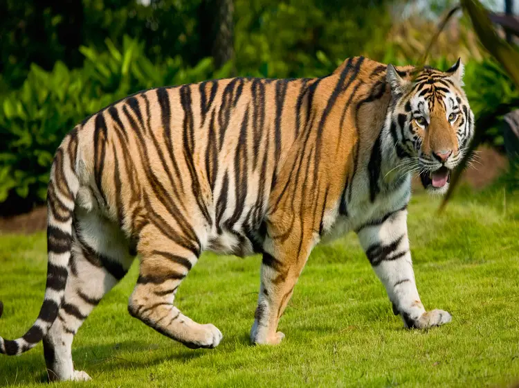 Free Printable Animal Pictures
