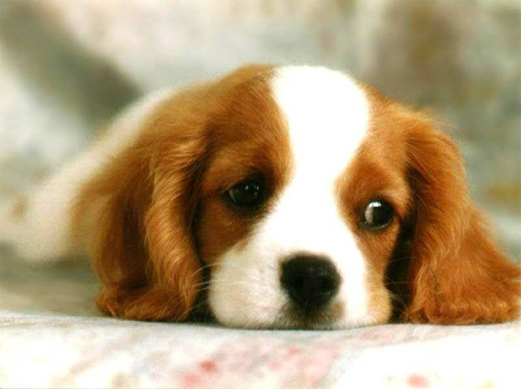 Printable Furry Face Puppy Pictures