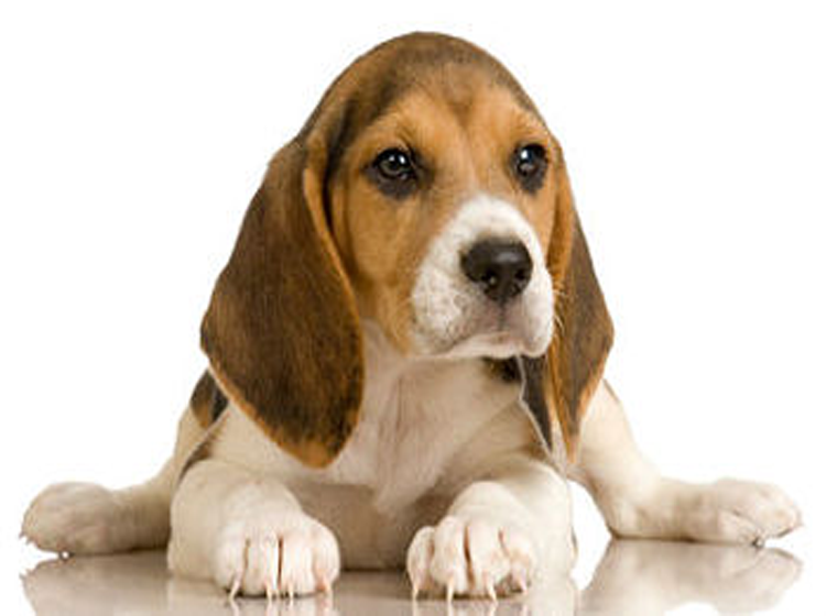 Printable Puppy Pictures