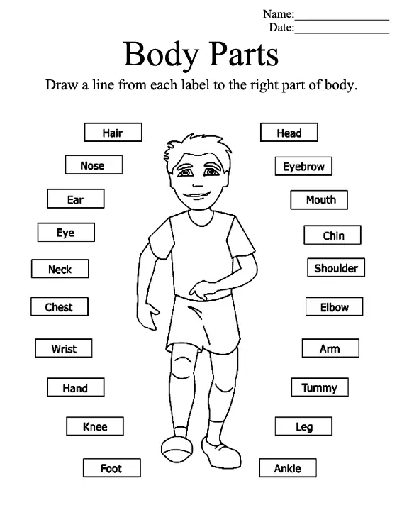 worksheets for kindergarten body parts