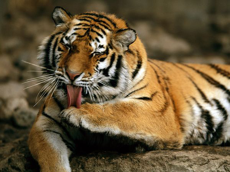 Cute Tiger Printables