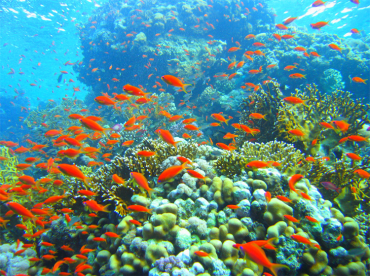 Underwater Orange Fish Nature Pictures